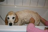 BAIN - GOLDEN RETRIEVER 063